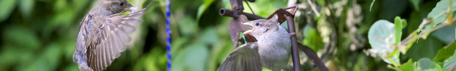 Vogelspotten